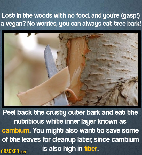 Lost in the woods with no food, and you're (gasp!) a vegan? No worries, you can always eat tree bark! Peel back the crusty outer bark and eat the nutr