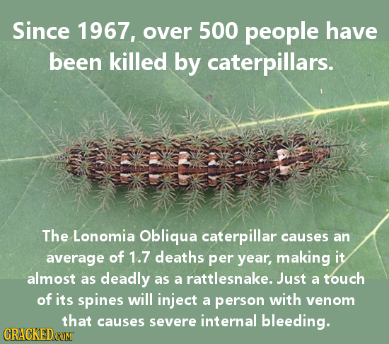 Since 1967, over 500 people have been killed by caterpillars. The Lonomia Obliqua caterpillar causes an average of 1.7 deaths per year, making it almo