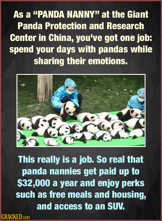 As a PANDA NANNY at the Giant Panda Protection and Research Center in China, you've got one job: spend your days with pandas while sharing their emo