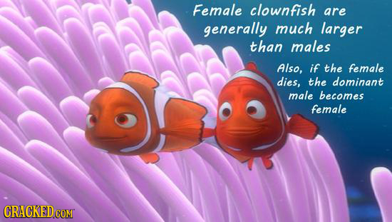 Female clownfish are generally much larger than males Also, if the female dies, the dominant male becomes female CRACKED