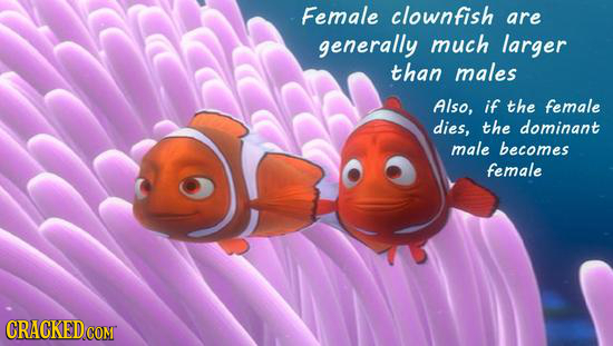 Female clownfish are generally much larger than males Also, if the female dies, the dominant male becomes female CRACKED 