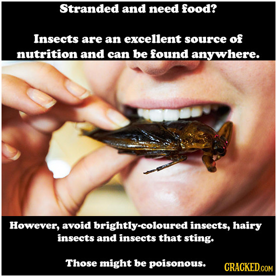 Stranded and need food? Insects are an excellent source of nutrition and can be found anywhere. However, avoid brightly-coloured insects, hairy insect