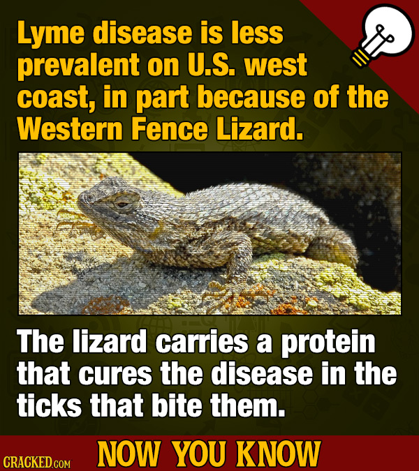 Lyme disease is less prevalent on U.S. west coast, in part because of the Western Fence Lizard. The lizard carries a protein that cures the disease in