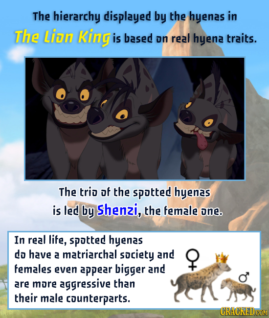 The hierarchy displayed by the hyenas in The Lion King is based on real hyena traits. The trio of the spotted hyenas is led by Shenzi, the female one.
