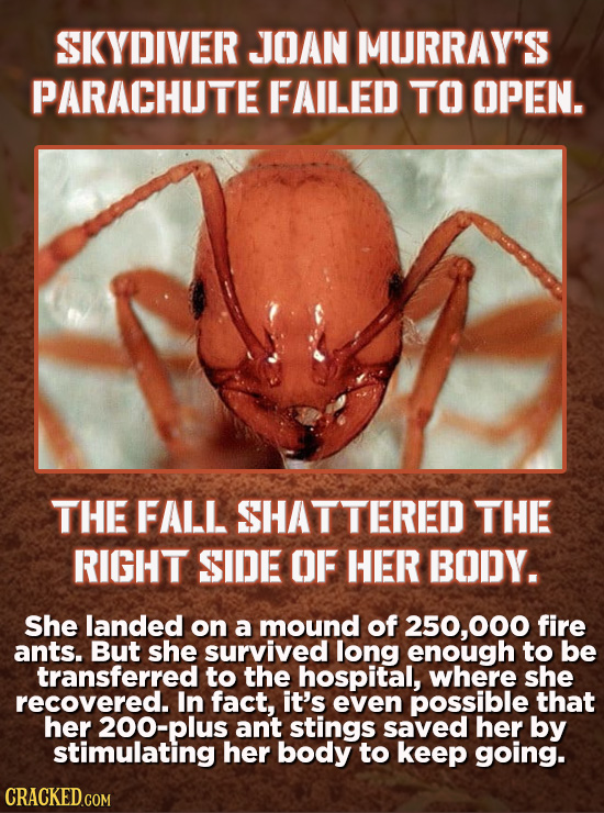SKYDIVER JJOAN MURRAY'S PARACHUTE FAILED TO OPEN. THE FALL SHATTERED THE RIGHT SIDE OF HER BODY. She landed on a mound of 250,00 fire ants. But she su