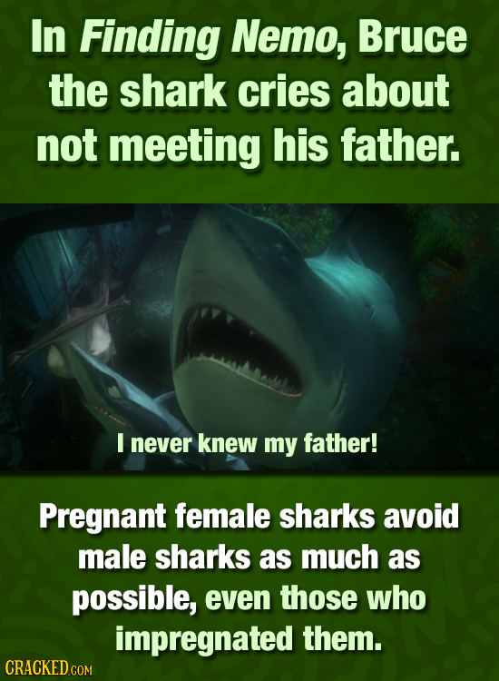 In Finding Nemo, Bruce the shark cries about not meeting his father. E never knew my father! Pregnant female sharks avoid male sharks as much as possi