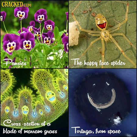 Pansies The happy face spider Cross section of a blade of Tortuga, mavrram grass from space
