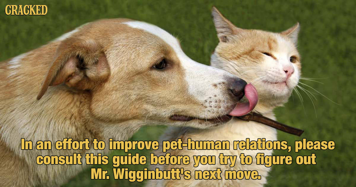 25 Pet Behaviors That Mean The Opposite Of What You Think | Cracked.com
