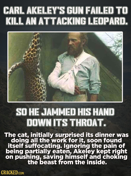 CARL AKELEY'S GUN FAILED TO KILL. AN TTACKING LEOPARD. SO HE JAMMED HIS HAND DOWN ITS THROAT. The cat, initially surprised its dinner was doing all th