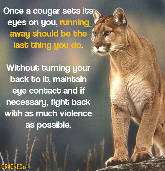 Once a cougar sets its eyes on you, running away should be the last thing you do. Without turning your back to it, maintain eye contact and if necessa