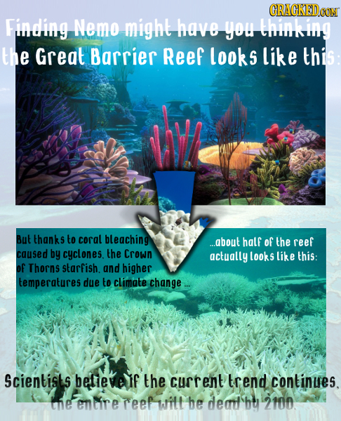 ORACKEDCO Finding Nemo might have you thinking the Great Barrier Reef looks like this But thanks to coral bleaching ...about half of the reef caused b