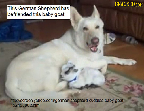 CRACKED COM This German Shepherd has befriended this baby goat. 152453882htmglsilepnerQ-CUOdles-baby-goat 