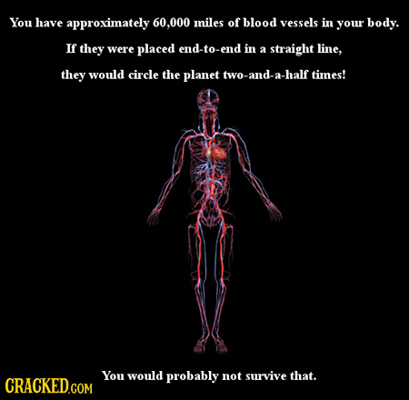 You have approximately 60,000 miles of blood vessels in your body. If they were placed end-to-end in a straight line, they would circle the planet two
