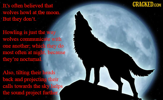It'S often believed that wolves howl at the moon. But they don't. Howling is just the way wolves communicate with one another: which they do most oFte