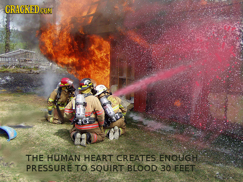 CRACKEDcO COMT THE HUMAN HEART CREATES ENOUGH PRESSURE TO SQUIRT BLOOD 30 FEET