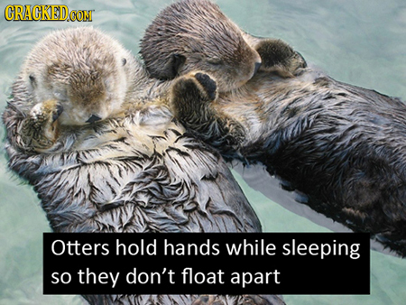 CRACKEDCO con Otters hold hands while sleeping SO they don't float apart 