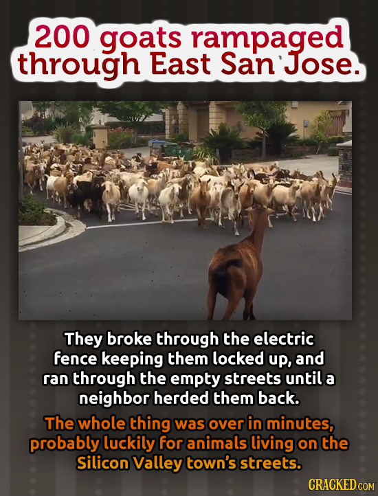 200 goats rampaged through East San' Jose. They broke through the electric fence keeping them locked up, and ran through the empty streets until a nei