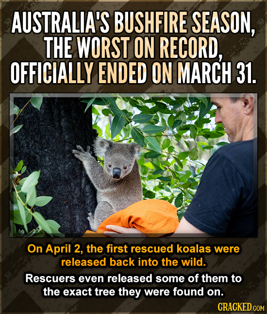 AUSTRALIA'S BUSHFIRE SEASON, THE WORST ON RECORD, OFFICIALLY ENDED ON MARCH 31. On April 2, the first rescued koalas were released back into the wild.
