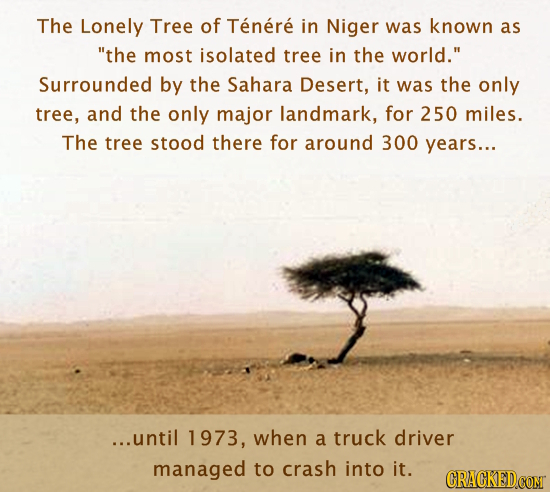 The Lonely Tree of Tenere in Niger was known as the most isolated tree in the world. Surrounded by the Sahara Desert, it was the only tree, and the