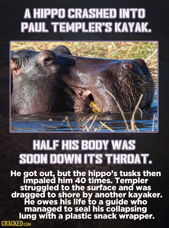 A HIPPO CRASHED INTO PAUL TEMPLER'S KAYAK. HALF HIS BODY WAS SOON DOWN ITS THROAT. He got out, but the hippo's tusks then impaled him 40 times. Temple