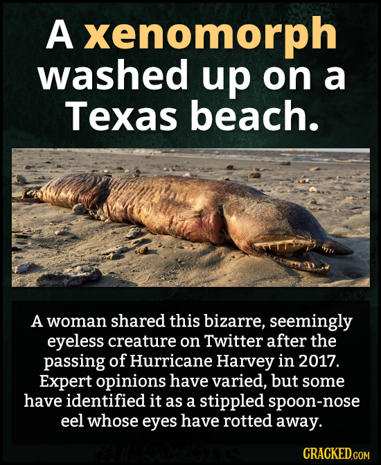 A xenomorph washed up on a Texas beach. A woman shared this bizarre, seemingly eyeless creature on Twitter after the passing of Hurricane Harvey in 20