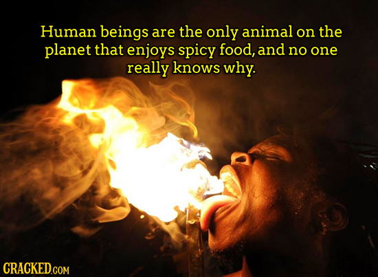 Human beings are the only animal on the planet that enjoys spicy food, and no one really knows why. 