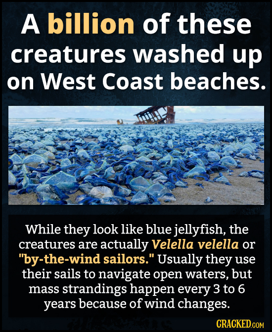 A billion of these creatures washed up on West Coast beaches. While they look like blue jellyfish, the creatures are actually Velella velella or by-t