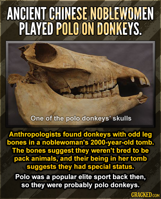 ANCIENT CHINESE NOBLEWOMEN PLAYED POLO ON DONKEYS. One of the polo donkeys' skulls Anthropologists found donkeys with odd leg bones in a noblewoman's