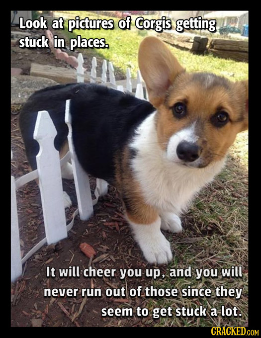 Look at pictures of Corgis getting stuck in places. It will cheer you up, and you will never run out of those since they seem to get stuck a lot. CRAC