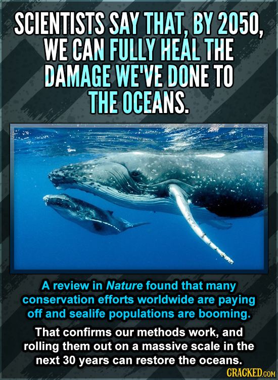 SCIENTISTS SAY THAT, BY 2050, WE CAN FULLY HEAL THE DAMAGE WE'VE DONE TO THE OCEANS. A review in Nature found that many conservation efforts worldwide