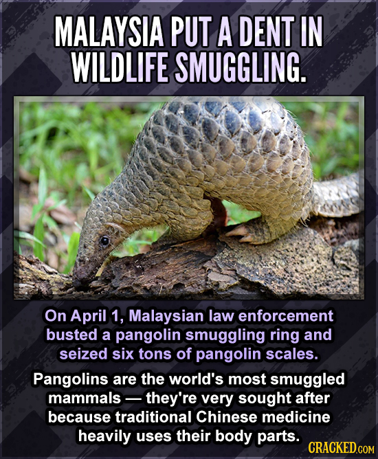 MALAYSIA PUT A DENT IN WILDLIFE SMUGGLING. On April 1, Malaysian law enforcement busted a pangolin smuggling ring and seized six tons of pangolin scal