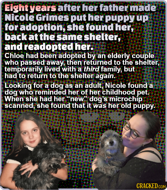Eight years after her father made Nicole Grimes put her puppy up for adoption, she found her, back at the same shelter, and readopted her: Chloe had b