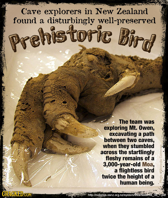 Cave explorers in New Lealand found a disturbingly well-preserved Prehistoric Bid The team was exploring Mt. Owen, excavating a path between two caves