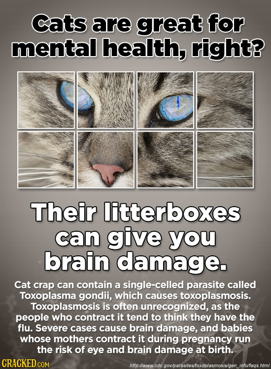 Cats are great for mental health, right? Their litterboxes can give you brain damage. Cat crap can contain a single-celled parasite called Toxoplasma 
