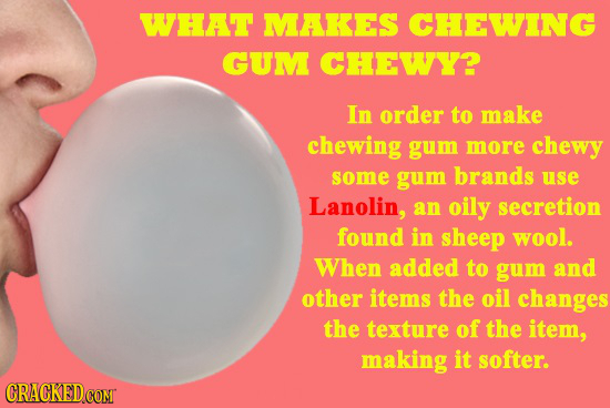 WHAT MAKES CHEWING GUM CHEWY? In order to make chewing gum more chewy some gum brands use Lanolin, an oily secretion found in sheep wool. When added t