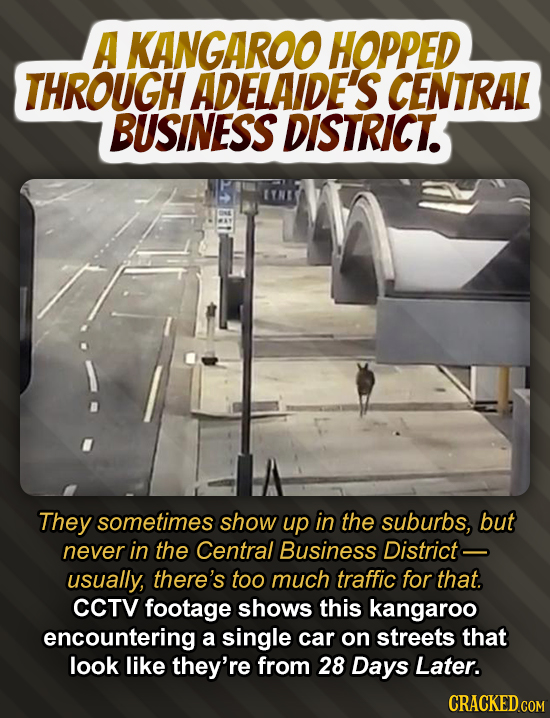A KANGAROO HOPPED THROUGH ADELAIDE'S CENTRAL BUSINESS DISTRICT. They sometimes show up in the suburbs, but never in the Central Business District- usu