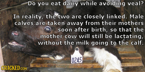 Do you eat dairy while avoiding veal? In reality, the two are closely linked. Male calves are taken away from their mothers soon after birth, so that