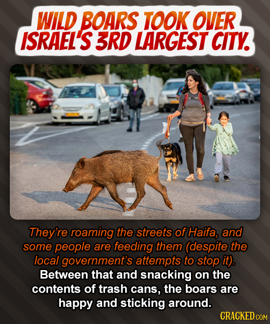 WILD BOARS TOOK OVER ISRAEL'S 3RD LARGEST CITY. They're roaming the streets of Haifa, and some people are feeding them (despite the local government's
