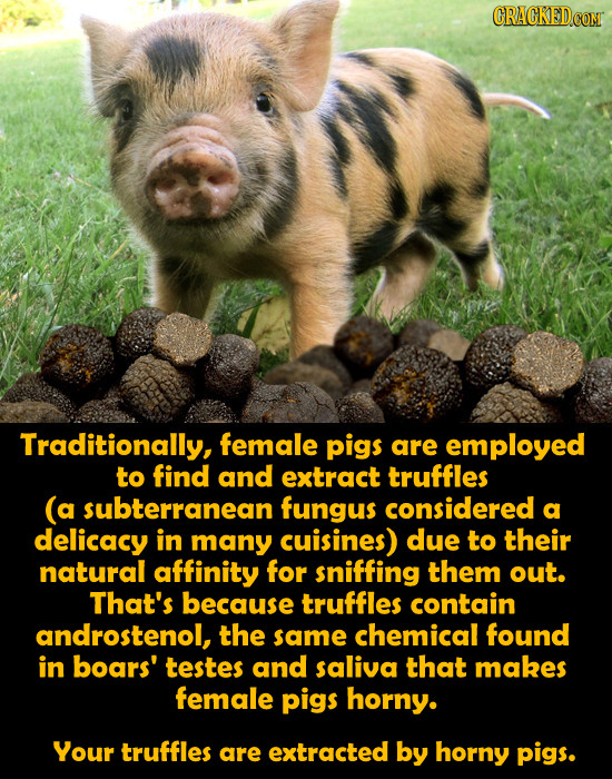 CRAGKEDCOM Traditionally, female pigs are employed to find and extract truffles (a subterranean fungus considered a delicacy in many cuisines) due to 