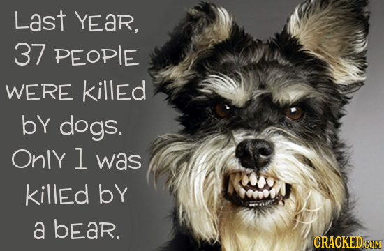 Last YEaR, 37 PEOPLE WERE killed by dogs. OnlY l was killed bY a bear.