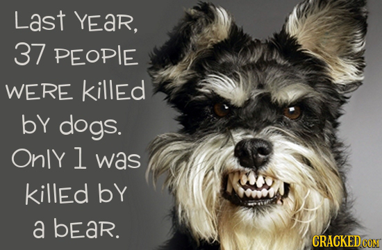 Last YEaR, 37 PEOPLE WERE killed by dogs. OnlY l was killed bY a bear. 