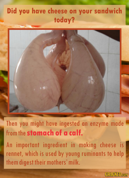 Did You have cheese on your sandwich today? Then You might have ingested an enzyme made from the stomach of a calf. An important ingredient in making