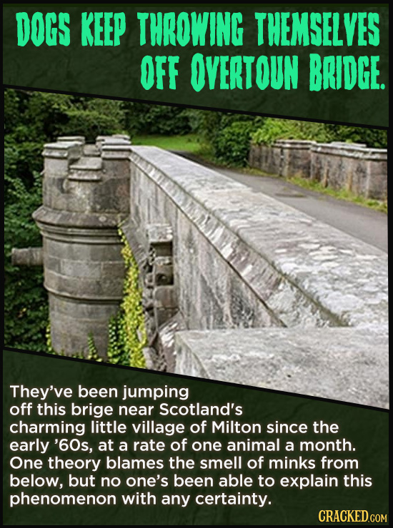DOGS KEEP THROWING THEMSELVES OFF OVERTOUN BRIDGE. They've been jumping off this brige near Scotland's charming little village of Milton since the ear