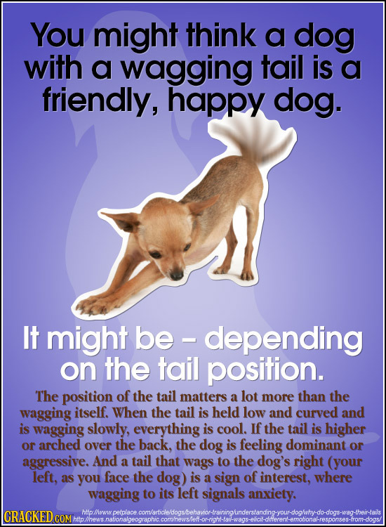 You might think a dog with a wagging tail is a friendly, happy dog. It might be - - depending on the tail position. The position of the tail matters a