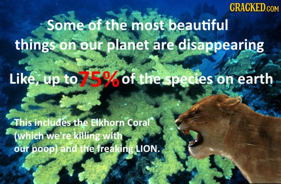 Some of the most beautiful things on our planet are disappearing Like, up to 75% of the species on earth This includes the Elkhorn Coral (which we're