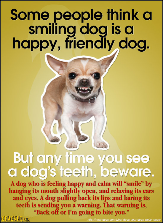 Some people think a smiling dog is a happy, friendly dog. But any time you see a dog's teeth, beware. A dog who is feeling happy and calm will smile
