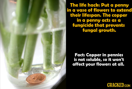 The life hack: Put a penny in a vase of flowers to extend their lifespan. The copper in a penny acts as a fungicide that prevents fungal growth. Fact:
