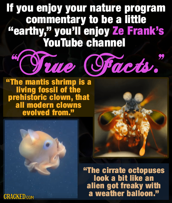 If you enjoy your nature program commentary to be a little earthy, you'll enjoy Ze Frank's YouTube channel OTrue facts. The mantis shrimp is a li