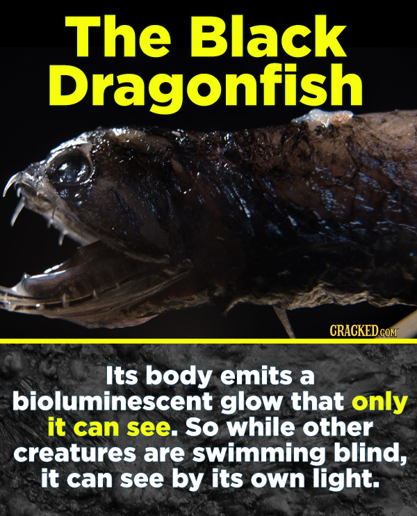 19 Terrifying Real-World Monsters You Won't Believe Exist - Its body emits a bioluminescent glow that only in can see. So while other creatures are sw