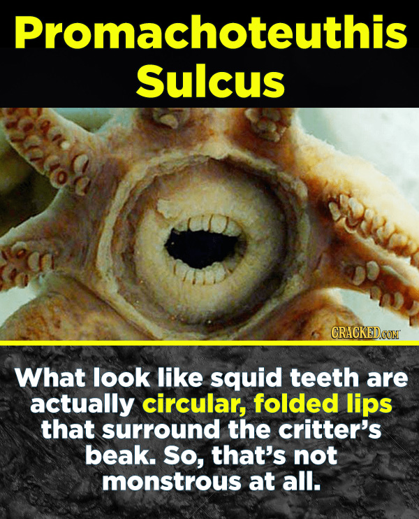 19 Terrifying Real-World Monsters You Won't Believe Exist - What look like squid teeth are actually circular, folded lips that surround that surround